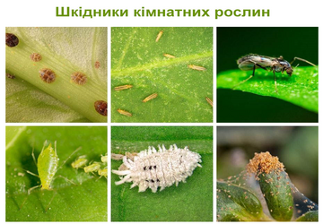 шкідники