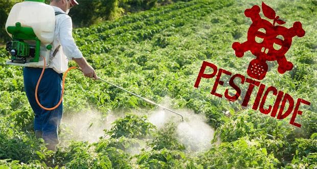 Основні вимоги до робіт з пестицидами в межах населеного пункту - Лебедин |  Офіційний сайт Лебединської міської ради